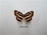 藏品(豆環蛺蝶)的圖片